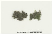 藏品(異萼蘚屬)的圖片